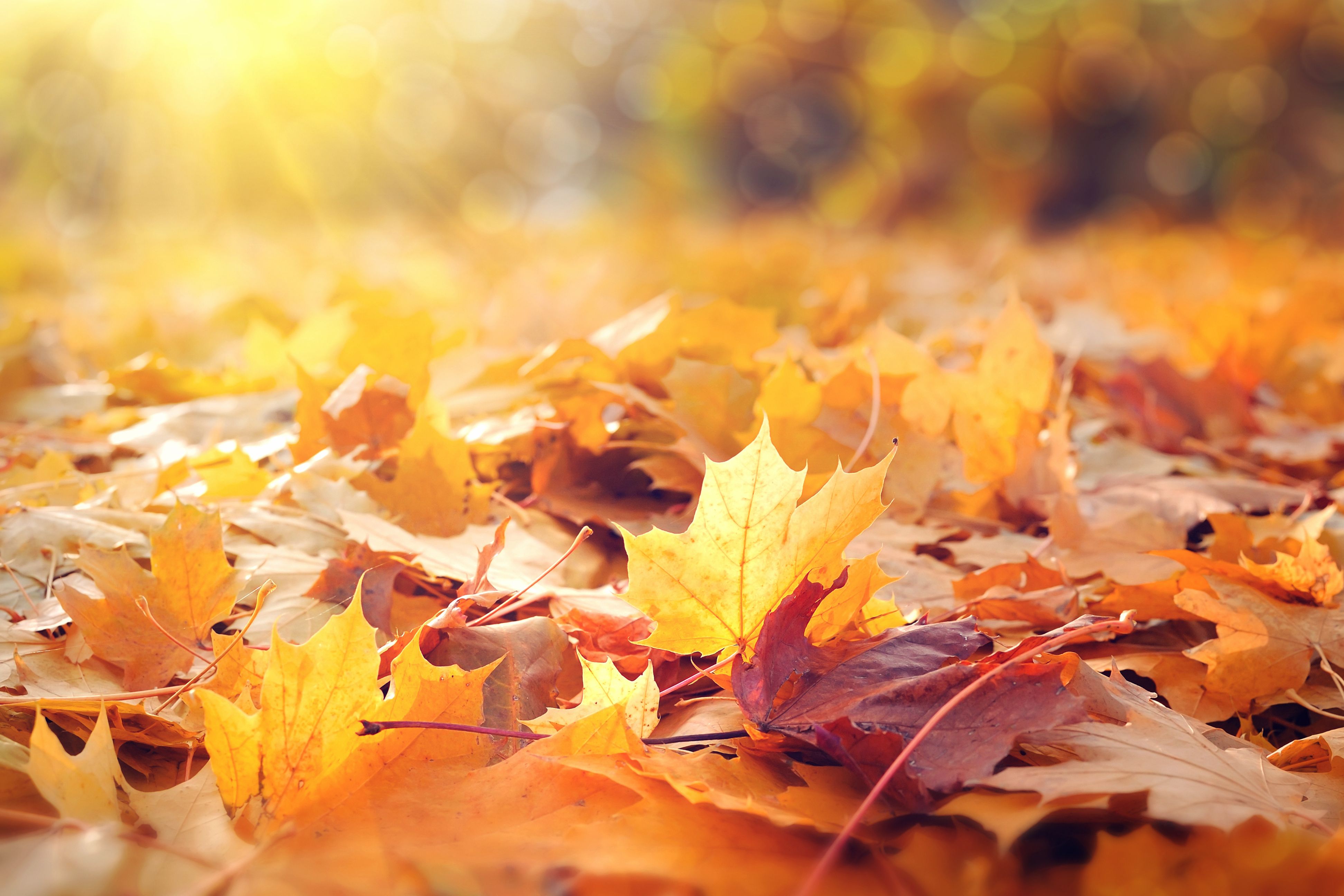 Herfstbladeren